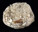 Phacodus punctatus (DIXON 1850) - Bild © FossNet FossilienStore